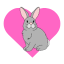 no Lapin