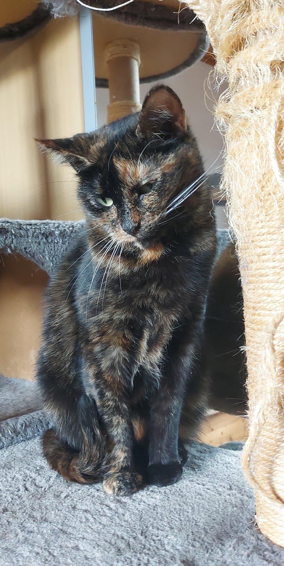 Nala