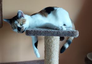 Tami
