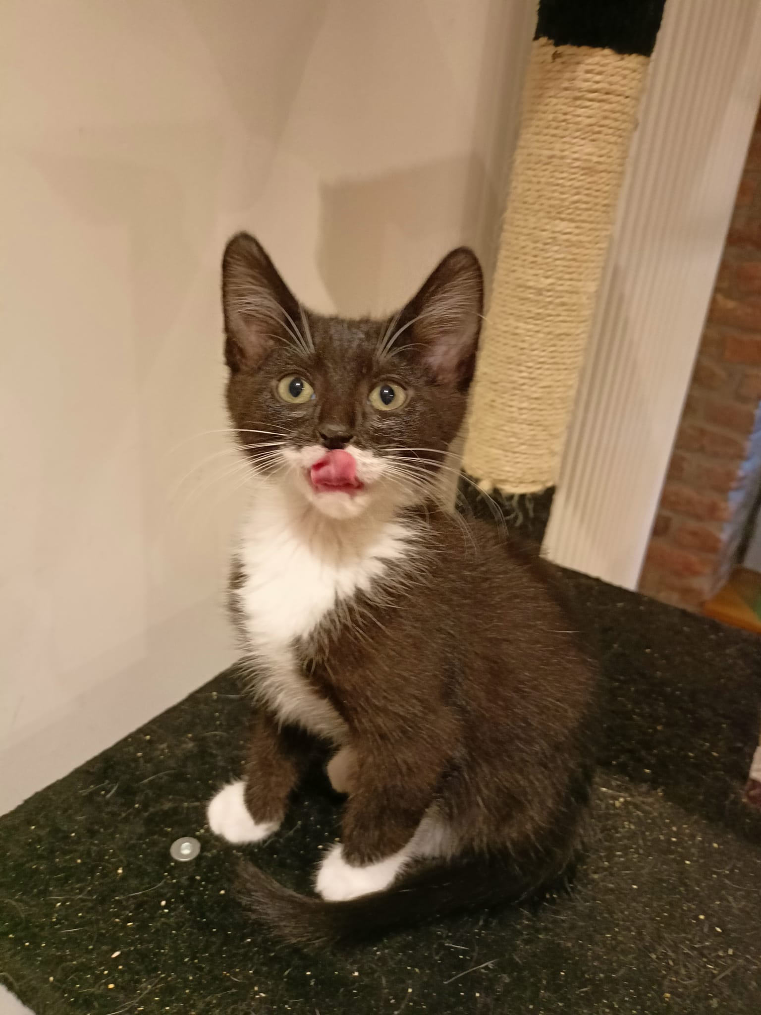 Dali