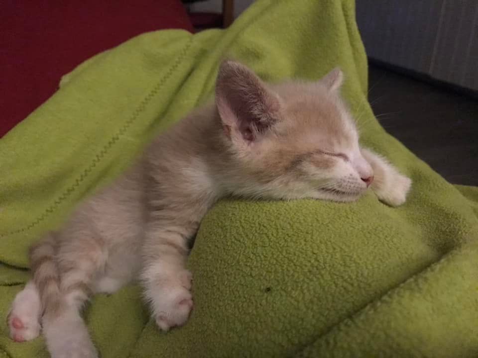 Butternut > Nugget