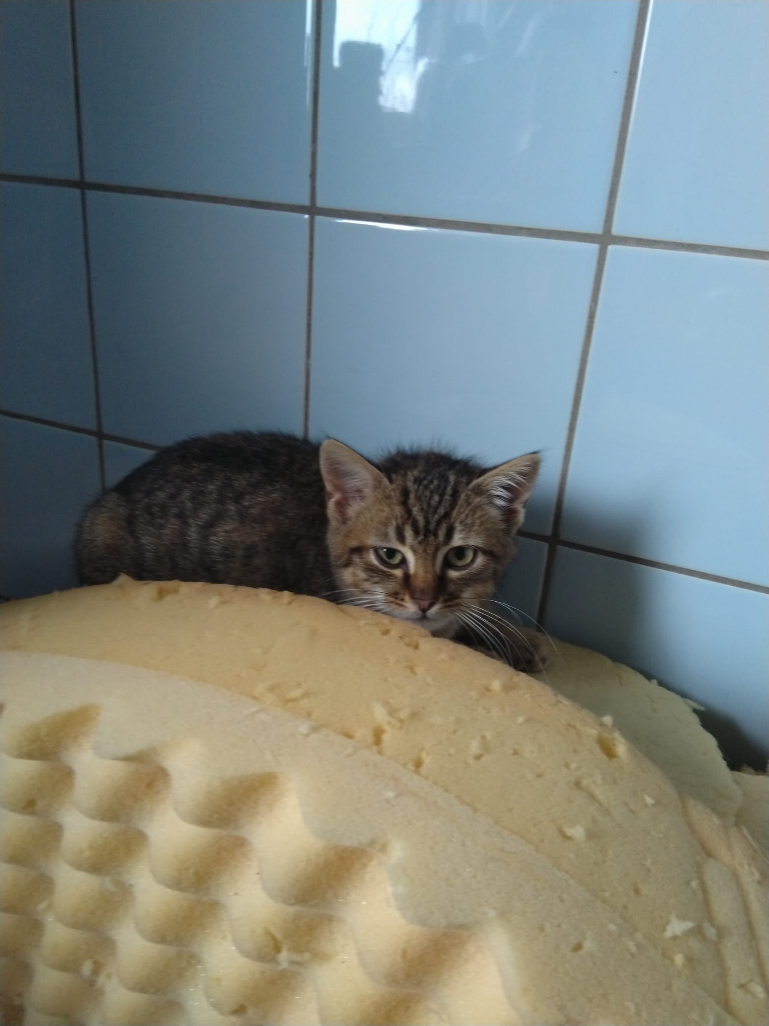 Ciboulette
