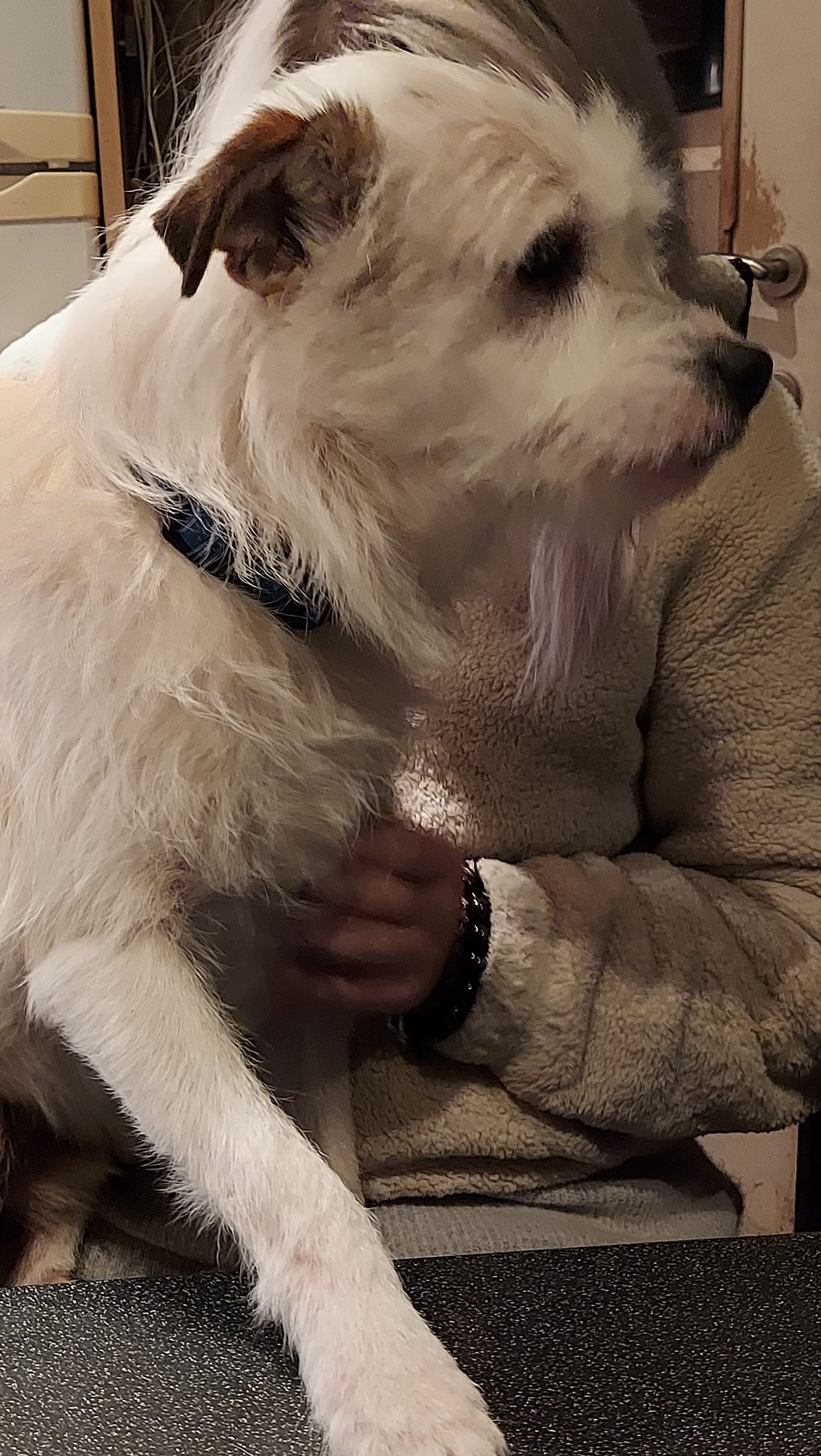 Enzo