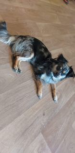 Balto