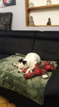 Nala