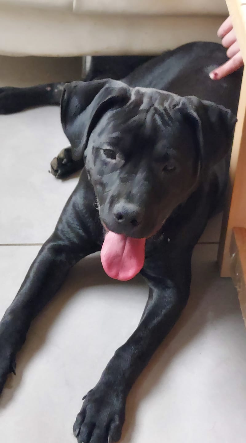 Laïka