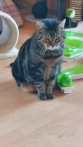 LeChat
