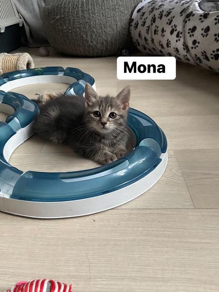 Mona > Minouche