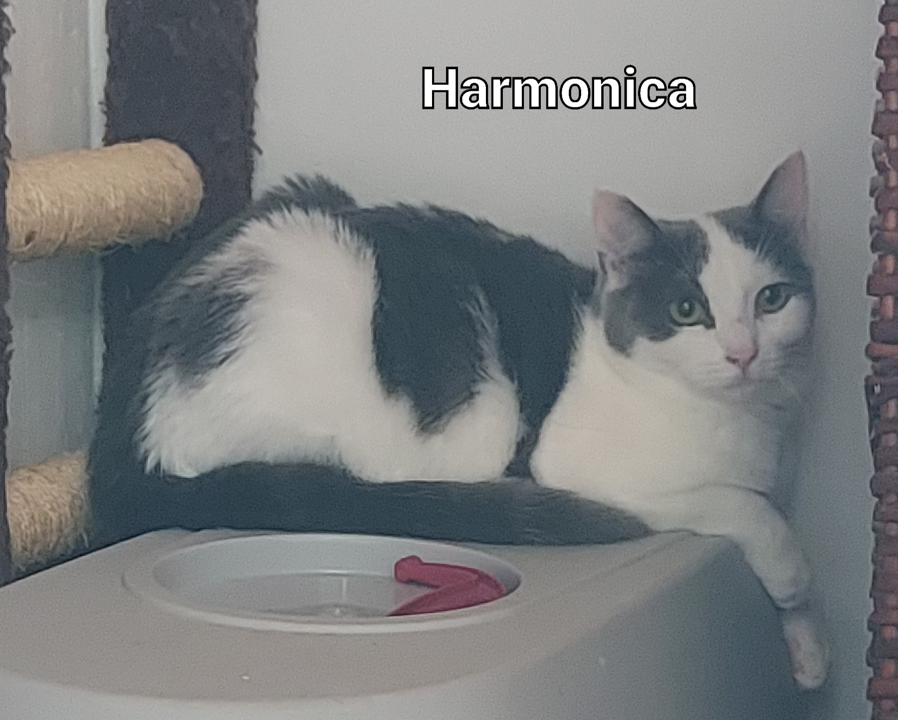 Harmonica