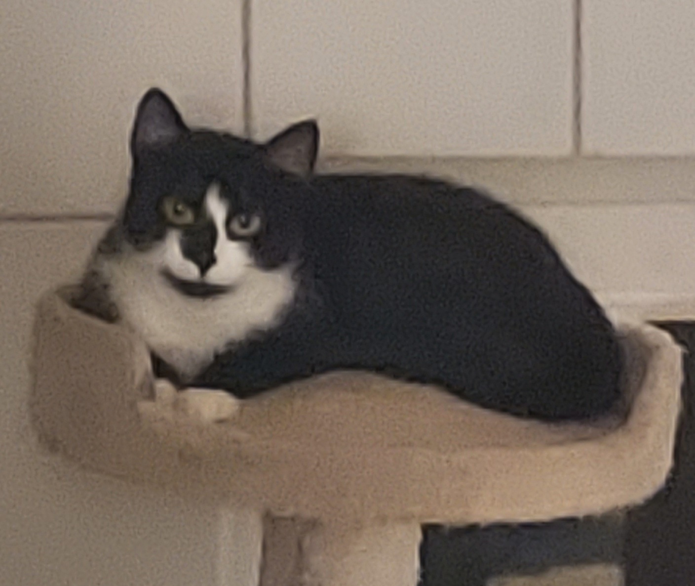 Jasmine