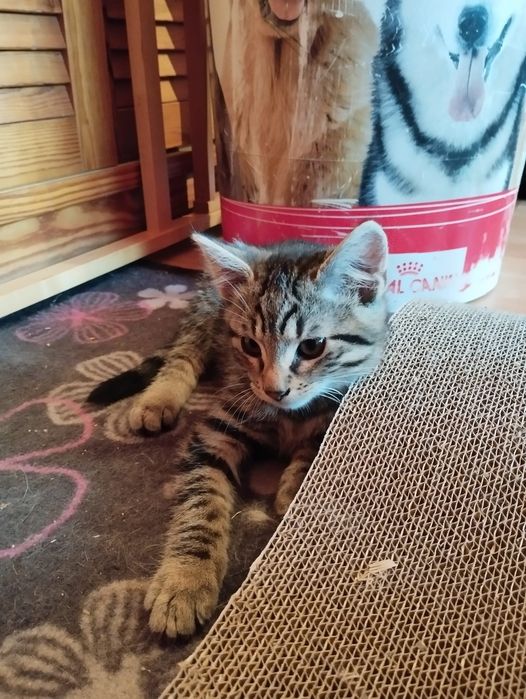 Scat Cat