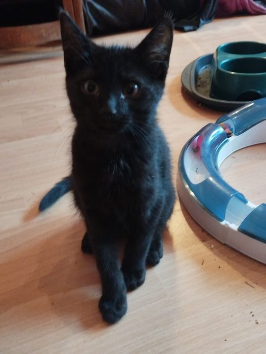 Bagheera