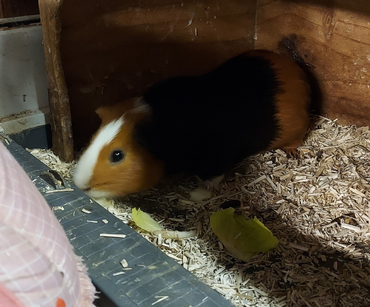 Cookie
