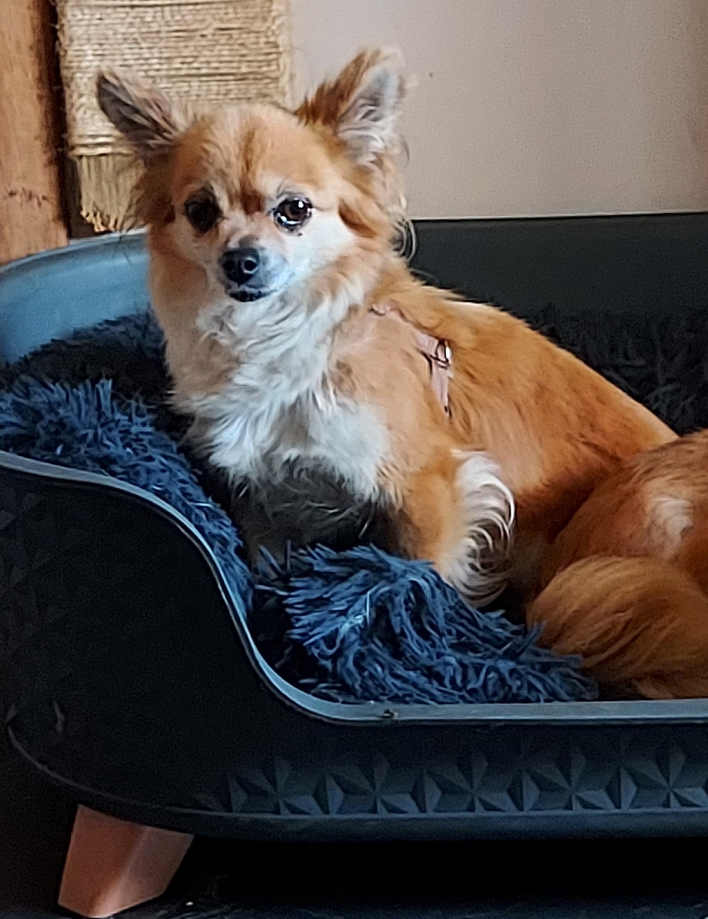 Fifi