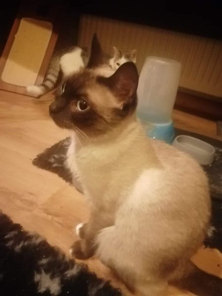 Nala