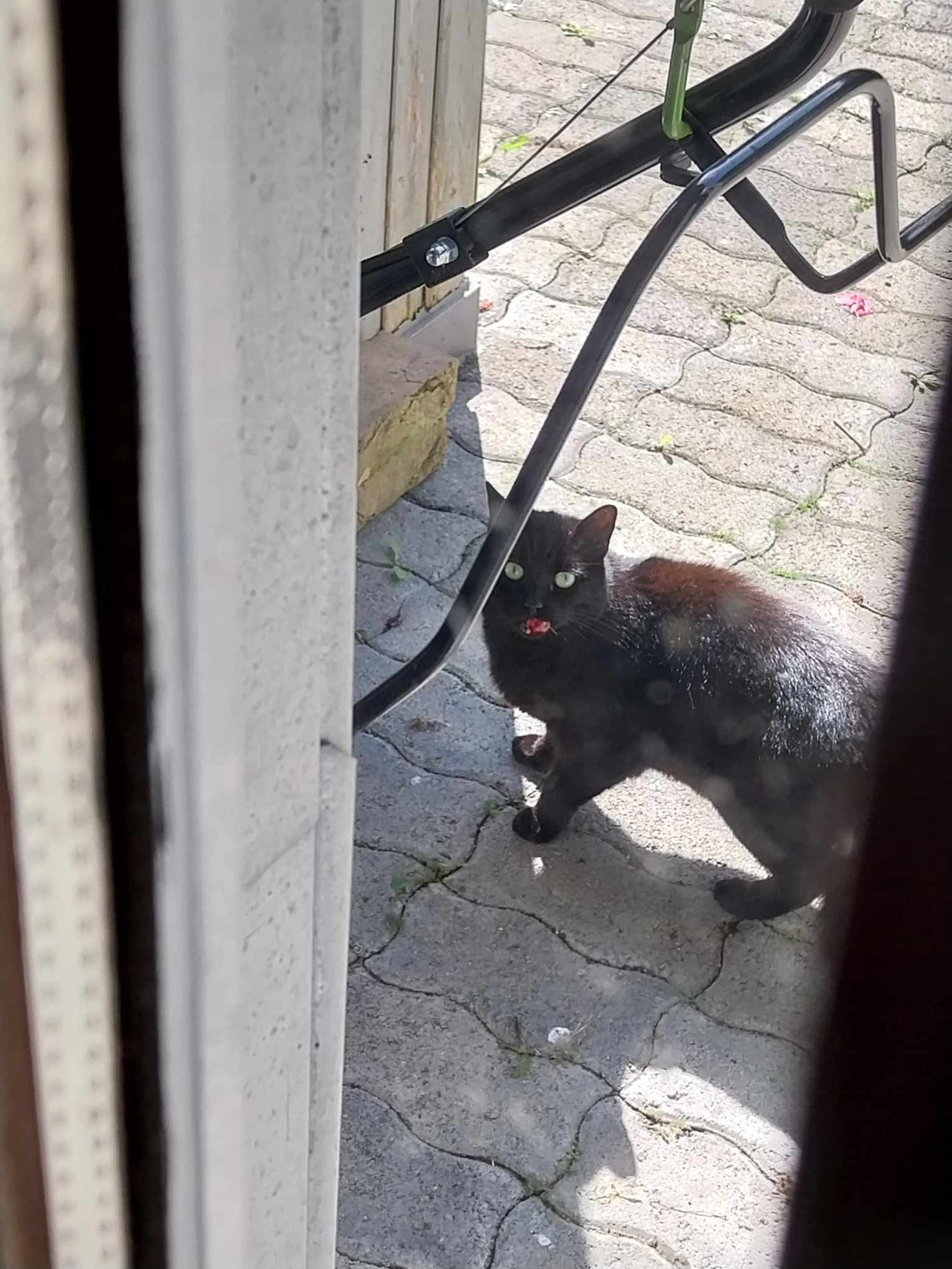 Nina