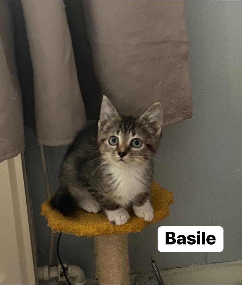 Basile
