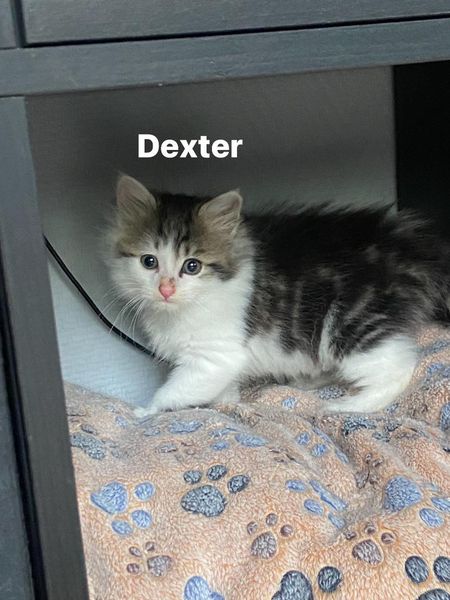 Dexter > Gribouille