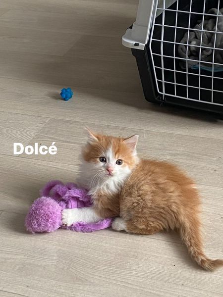 Dolce > Killian