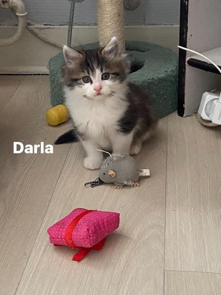 Darla > Simone