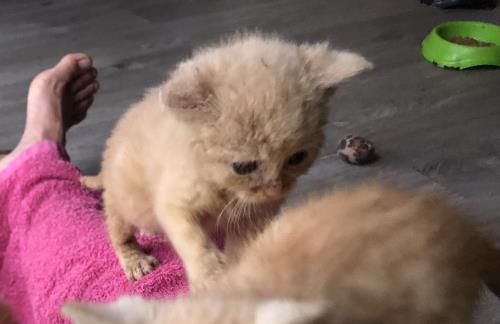 Simba > Casper
