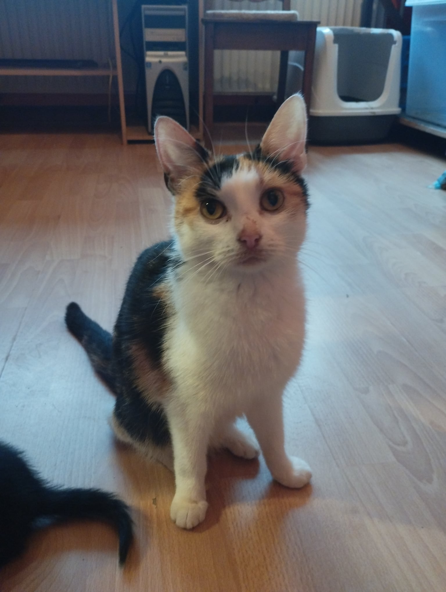 Tina