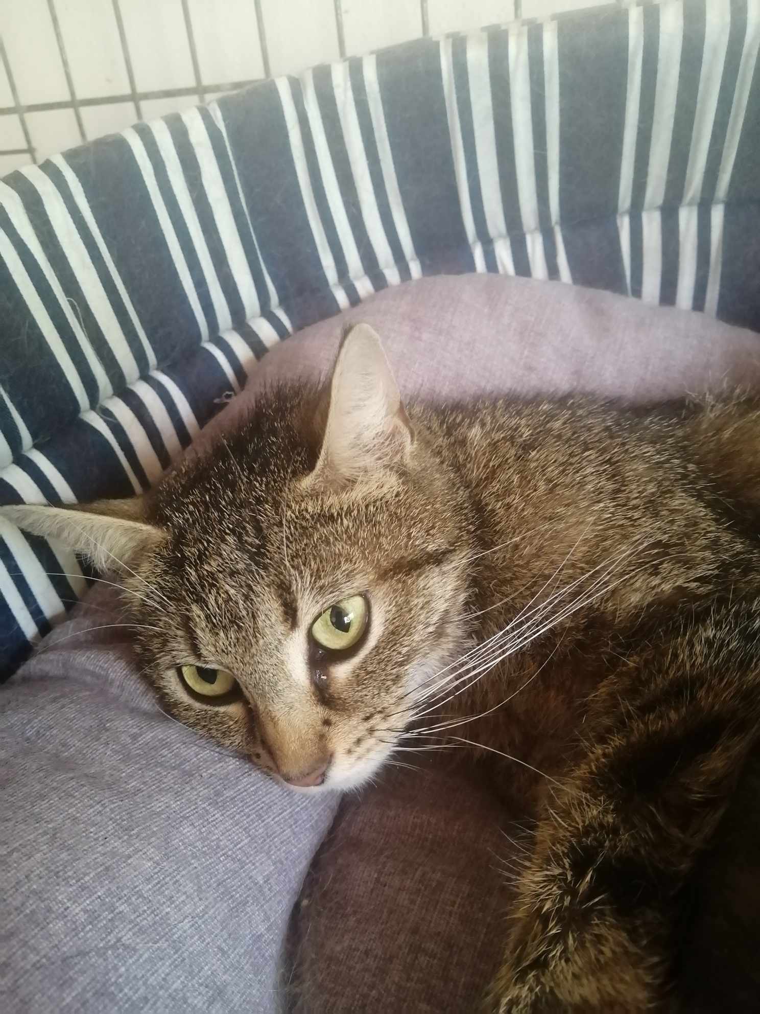 Jasmine (Marianne)
