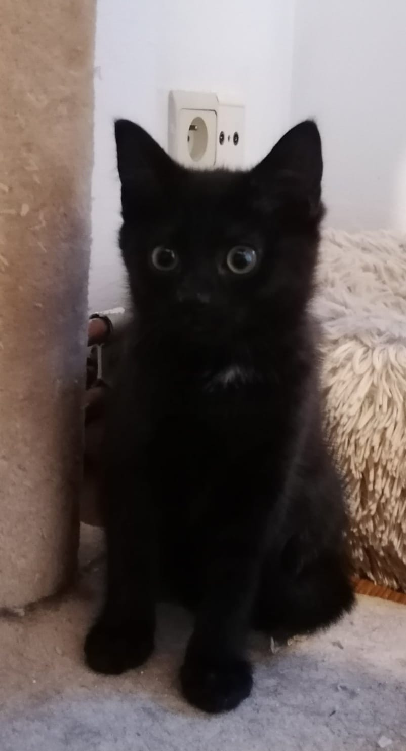Arwen
