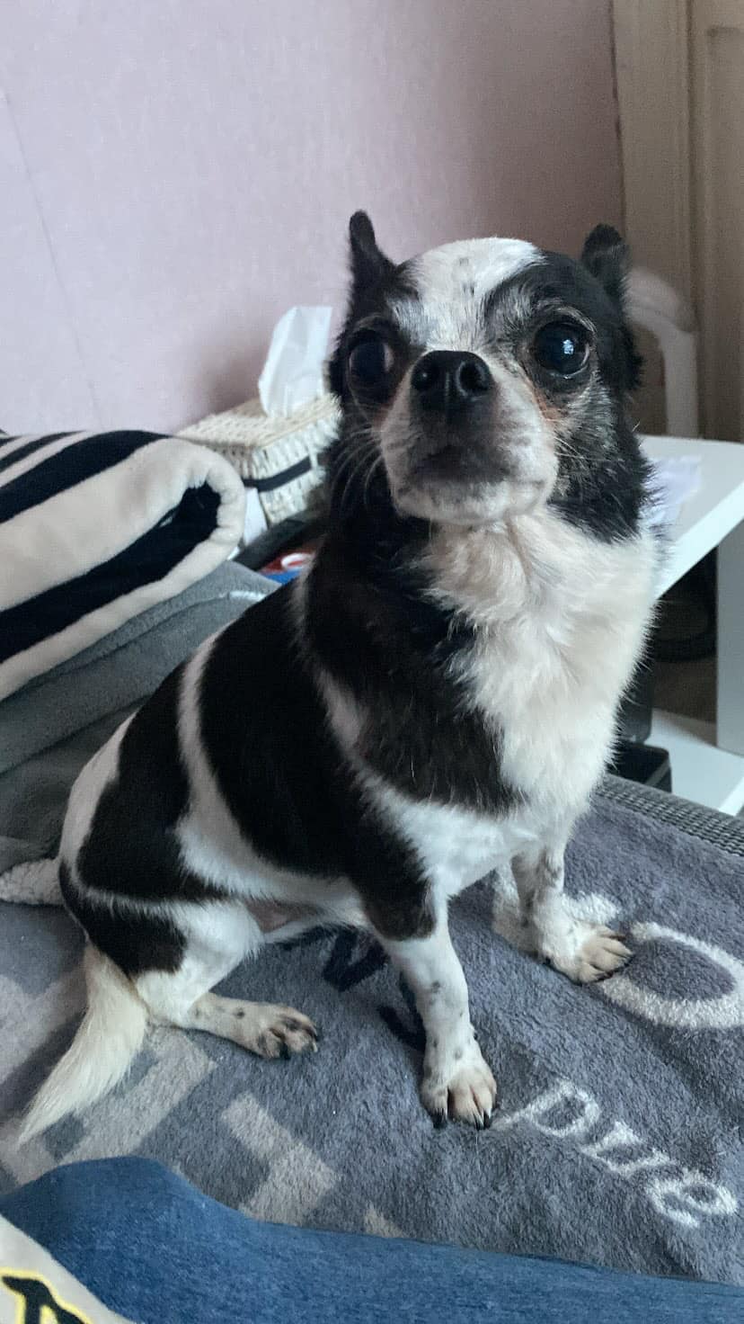 Domino