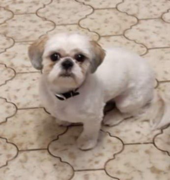 Pedro