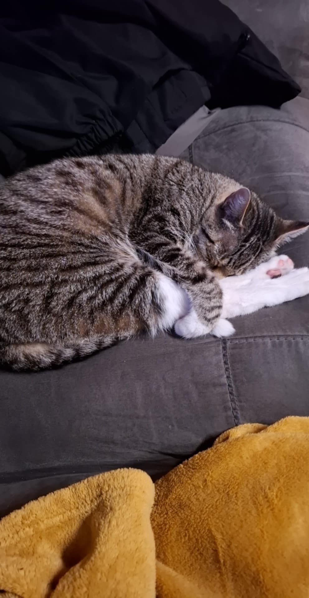 Benji