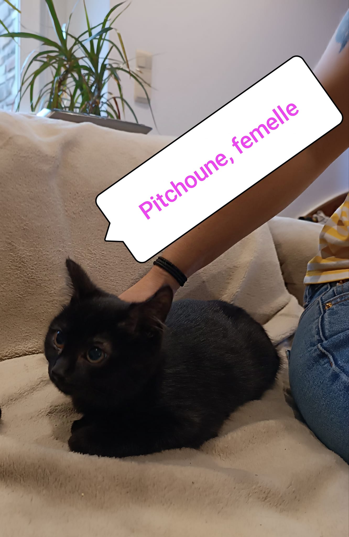 Pitchoune > Pitchka