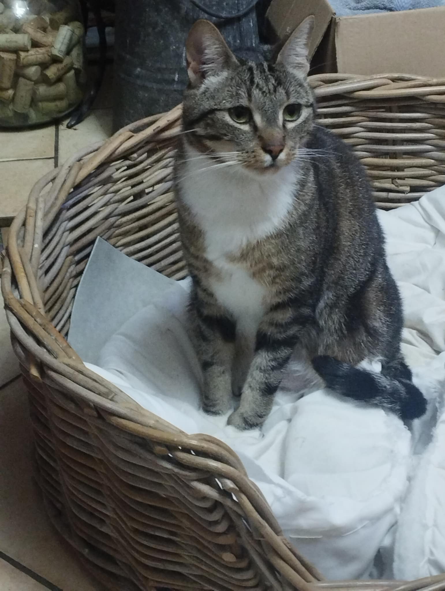 Chami