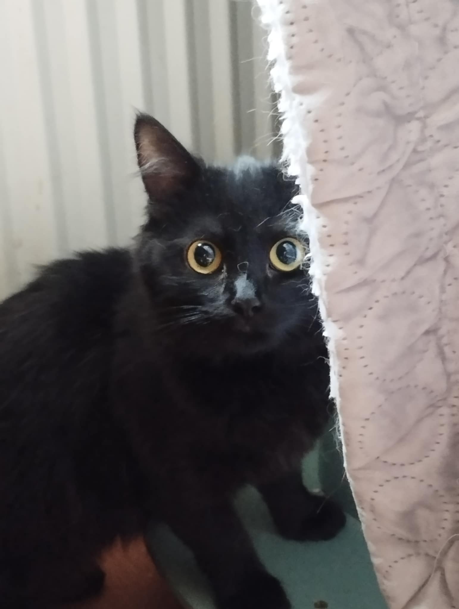 Poutchi
