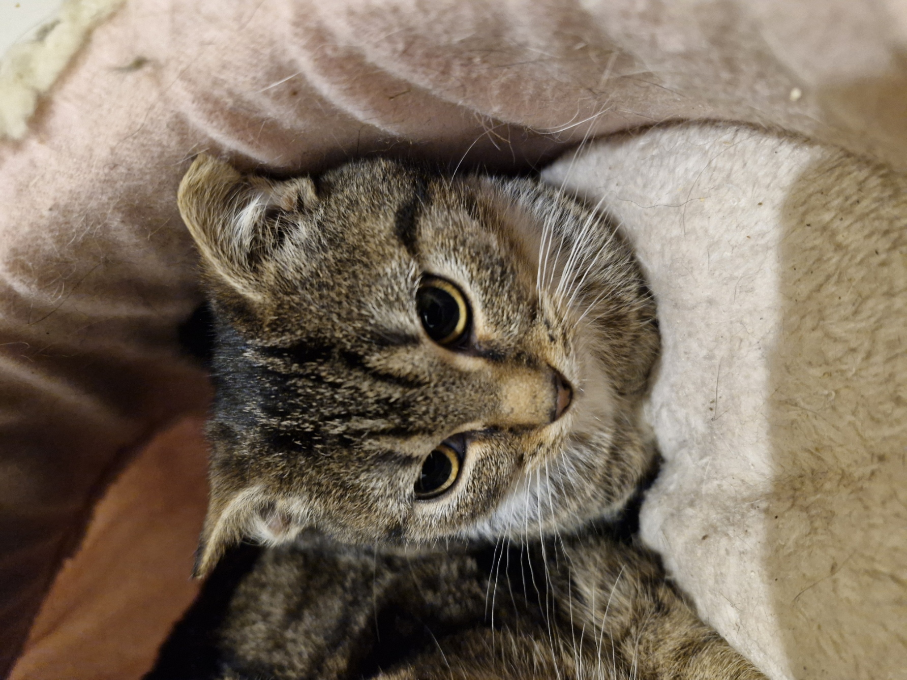 Rubi