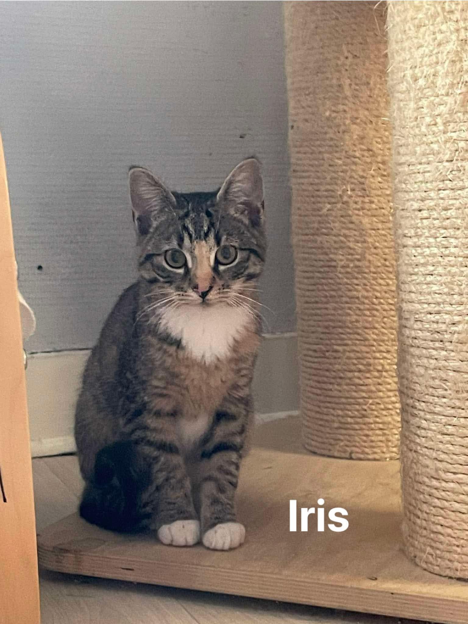 Iris