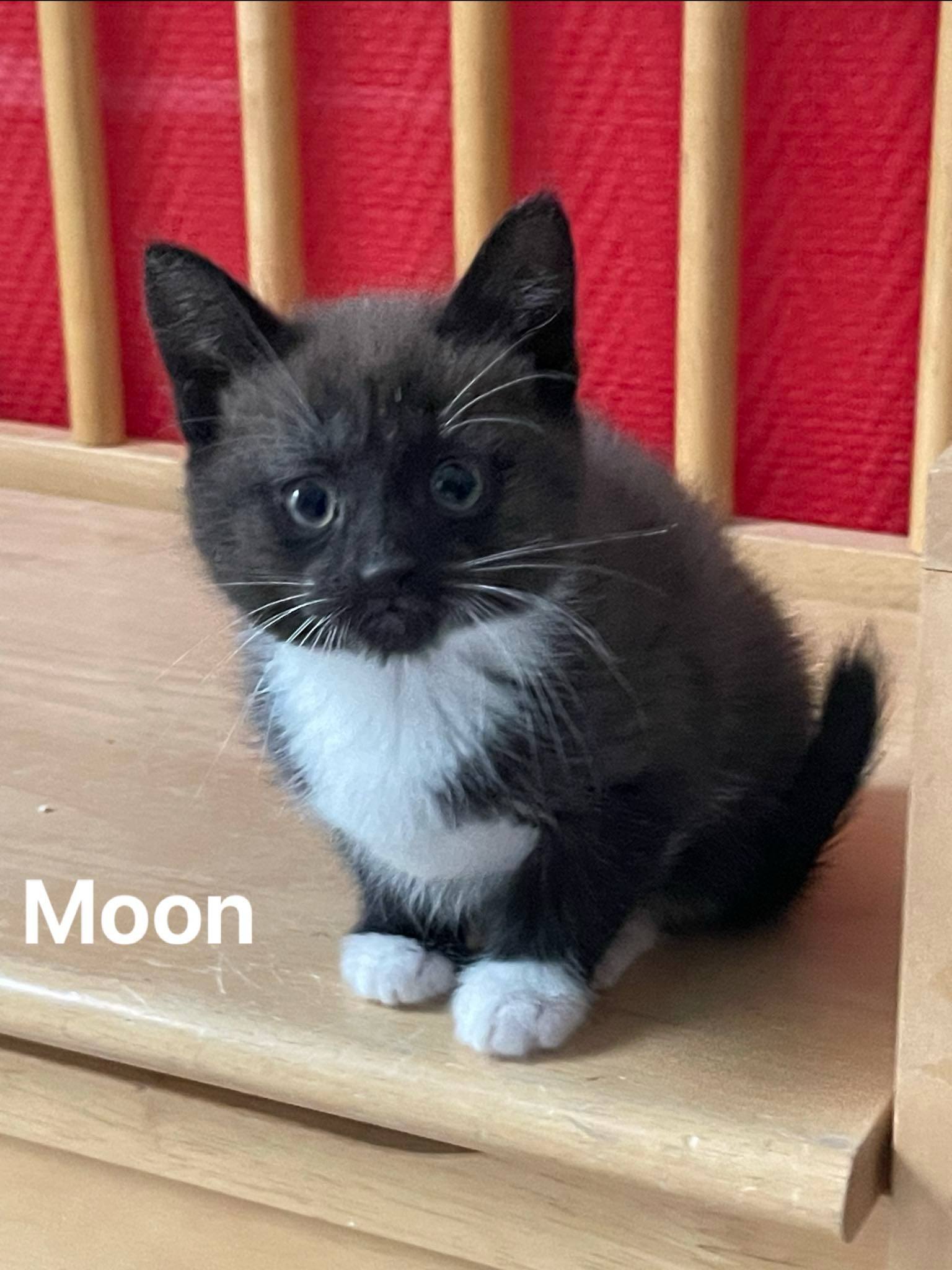 Moon