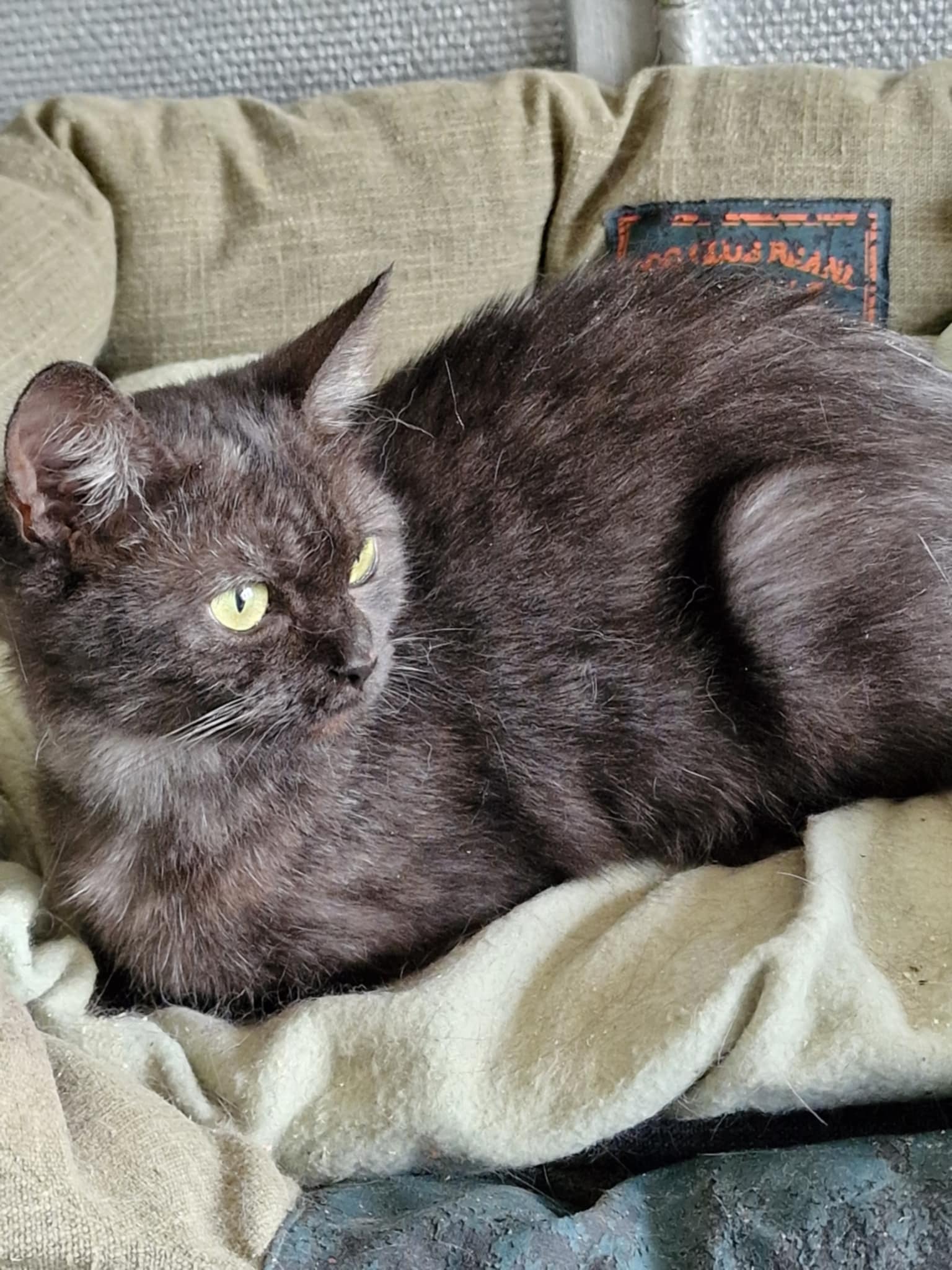 Elisa