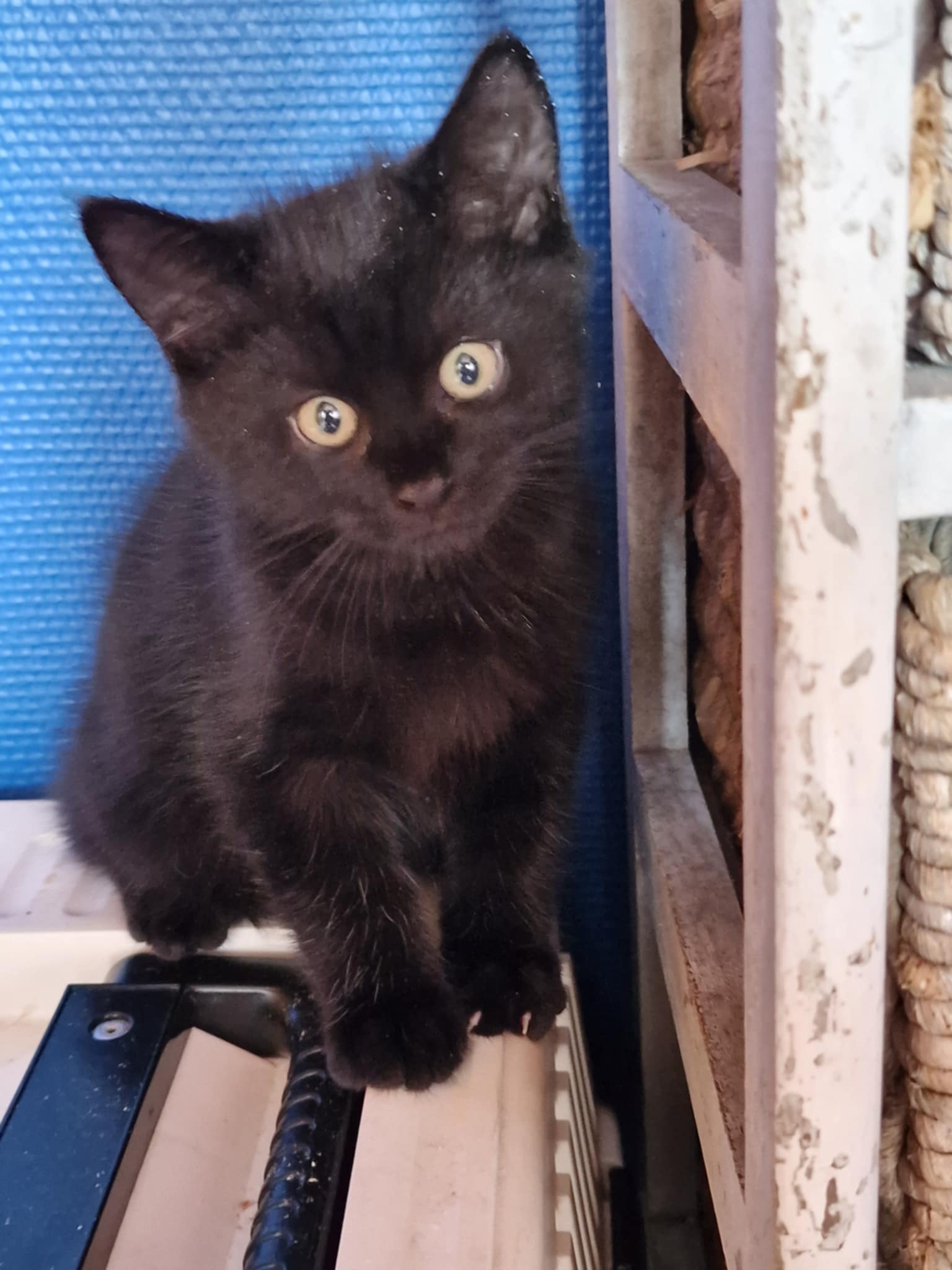 Zorro