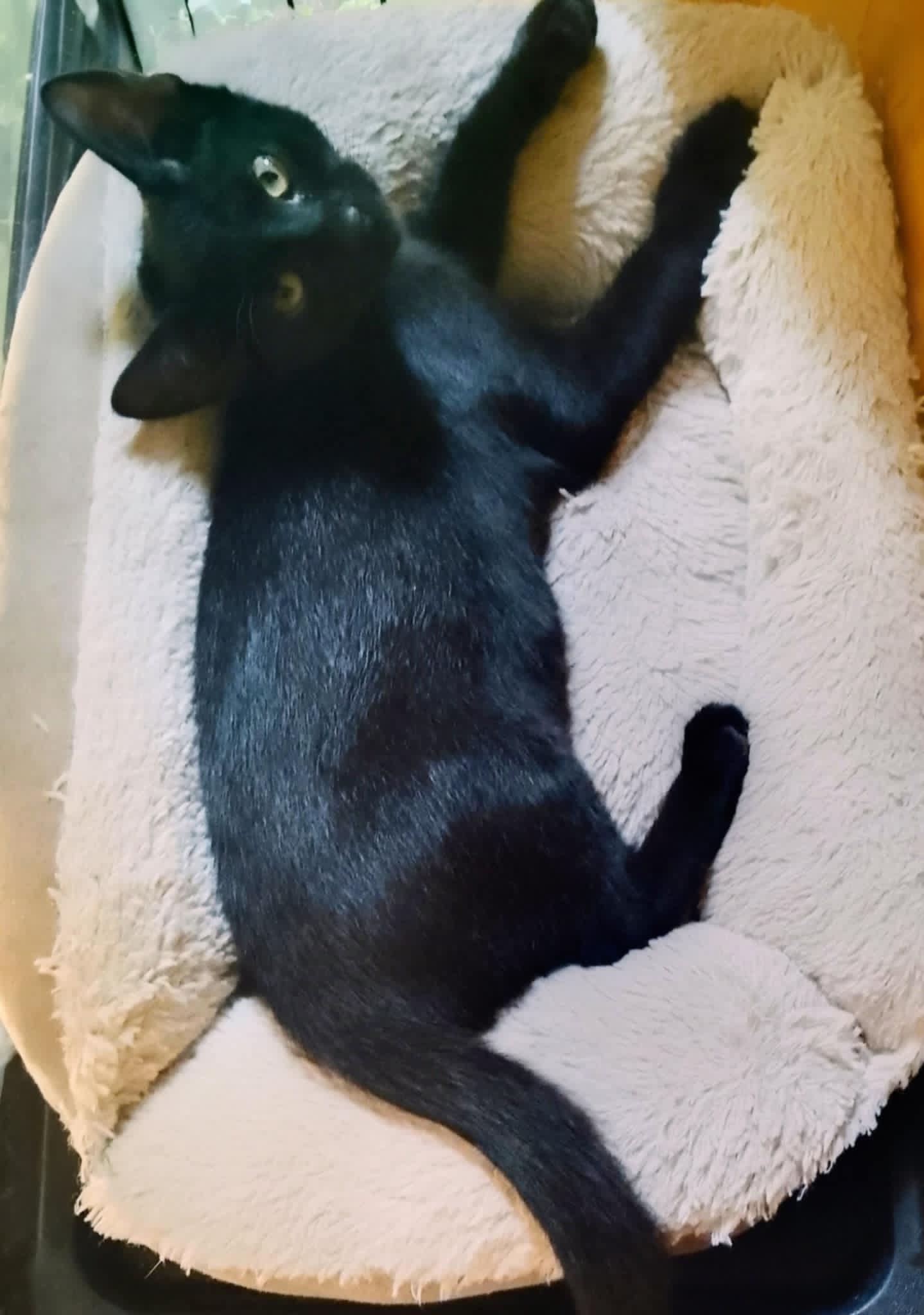 Merlin