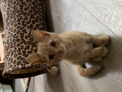 Caramel