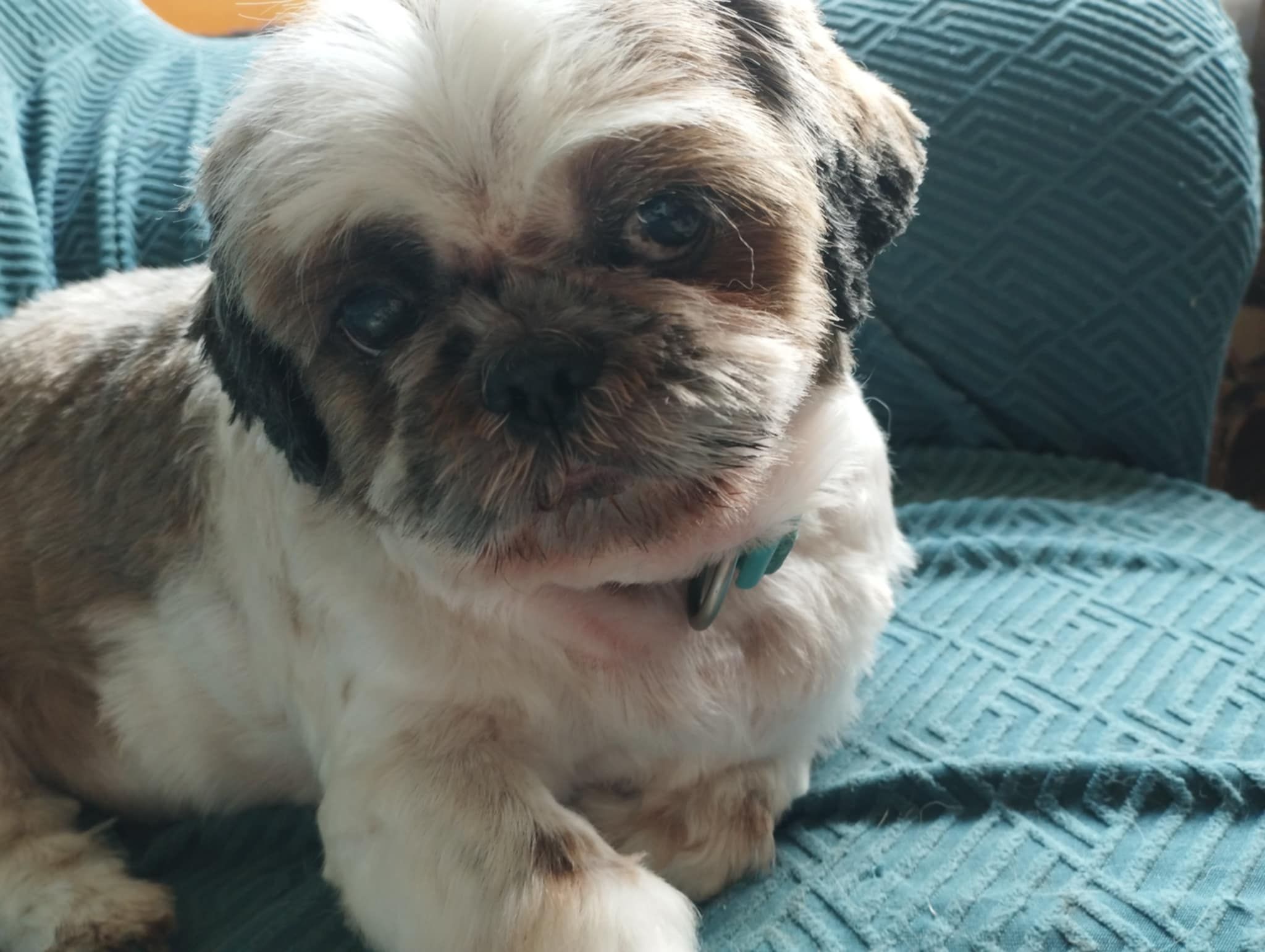 Molly