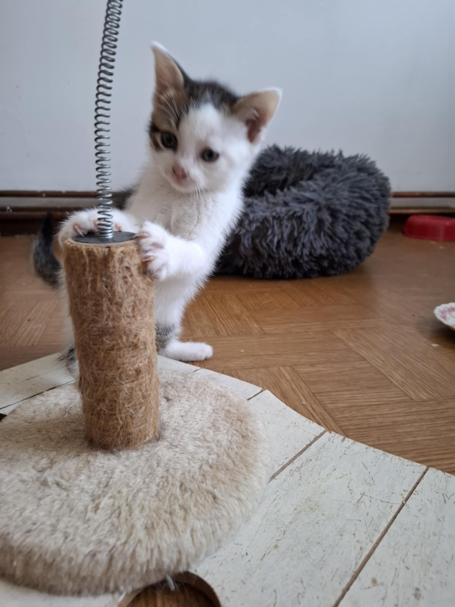 Phoebe