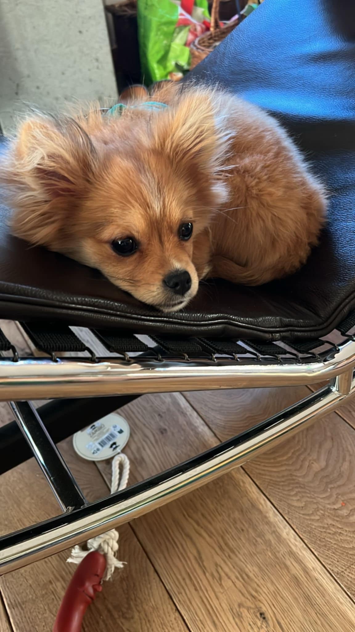 Oscar
