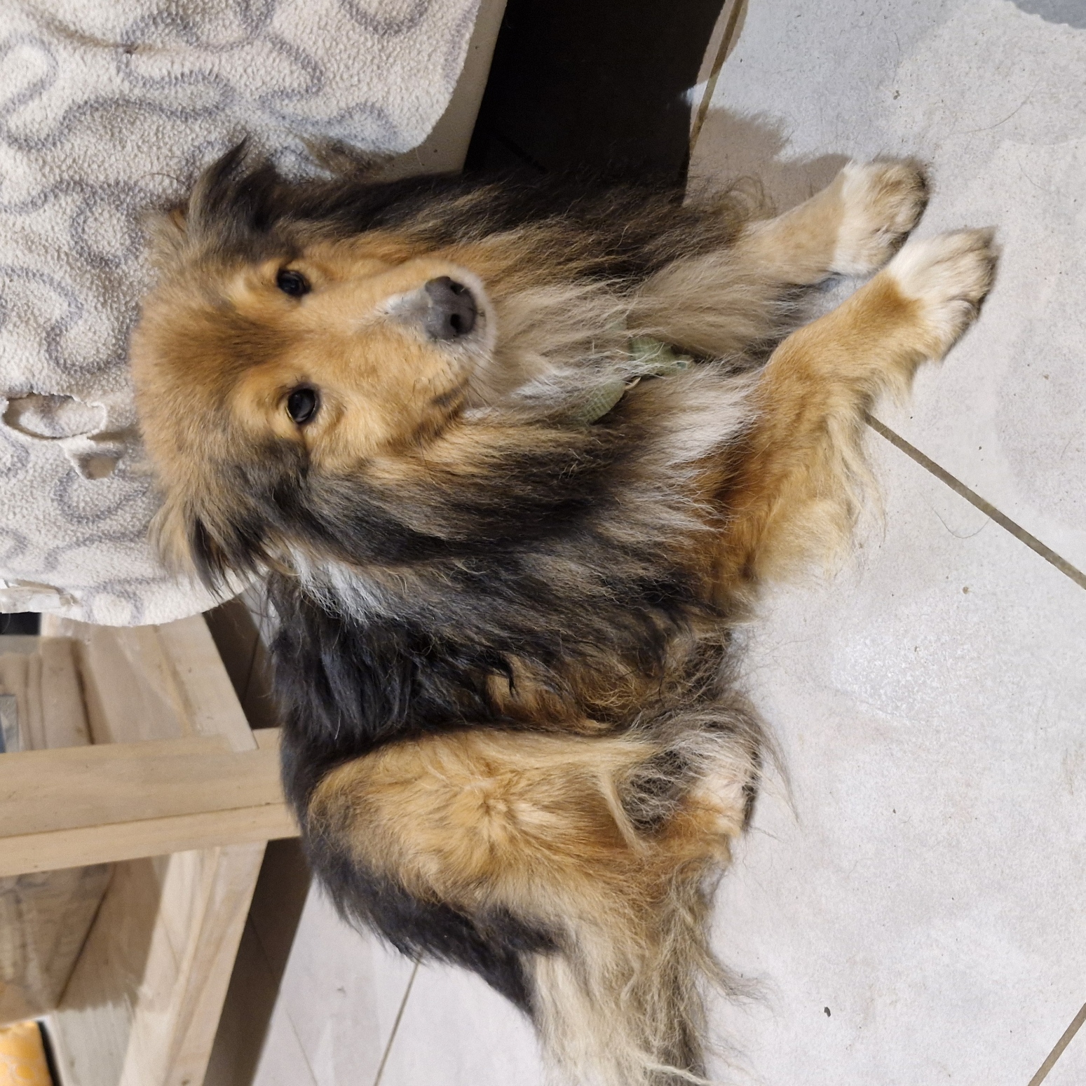 Benji