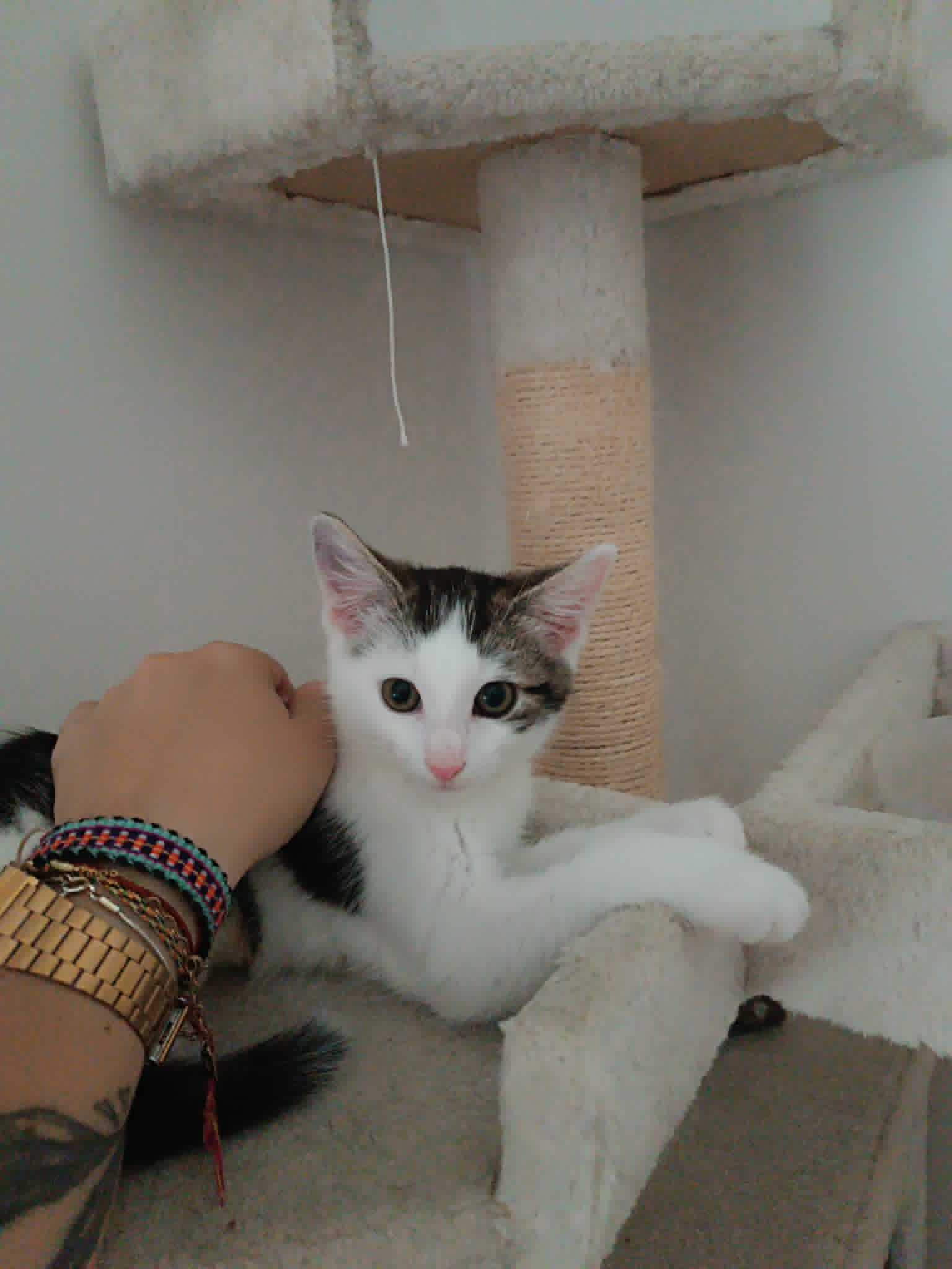 Clyde