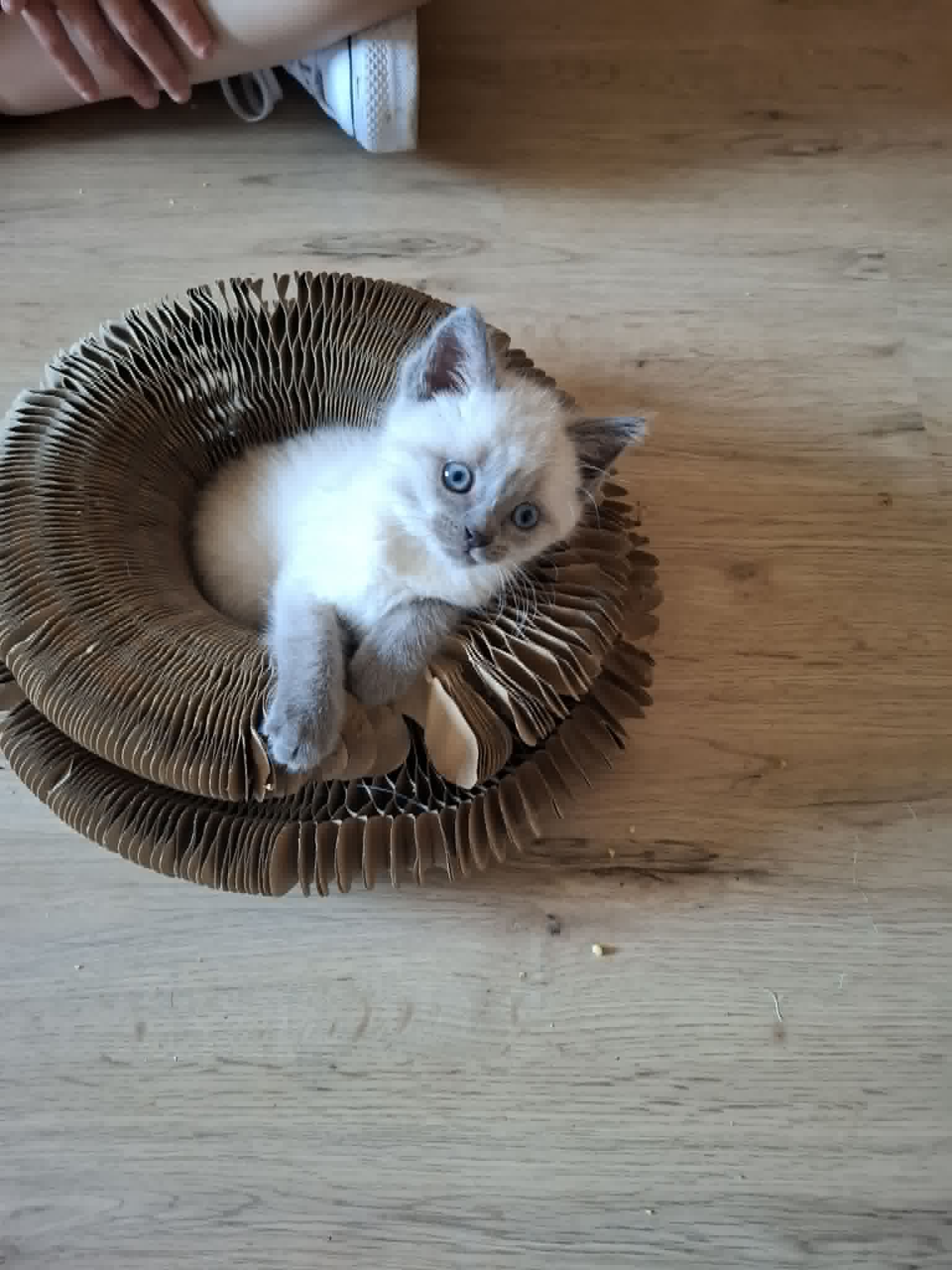 Albus
