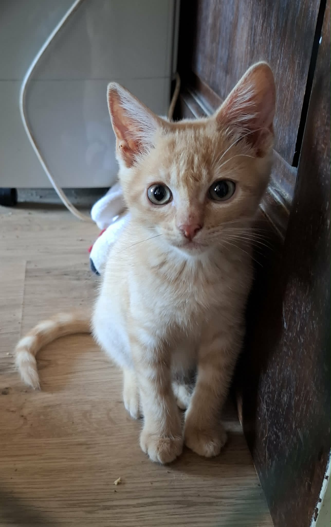 Marley