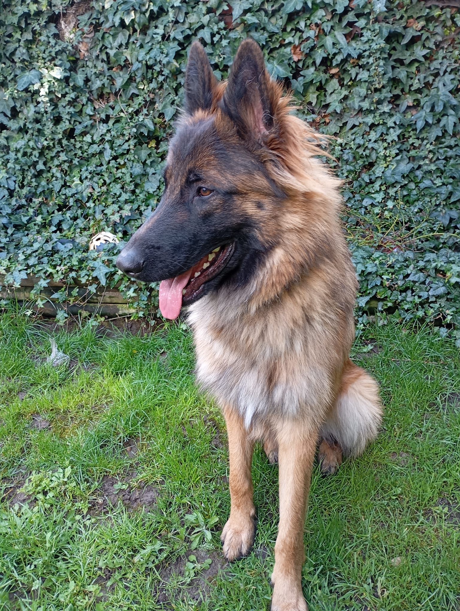 Willow