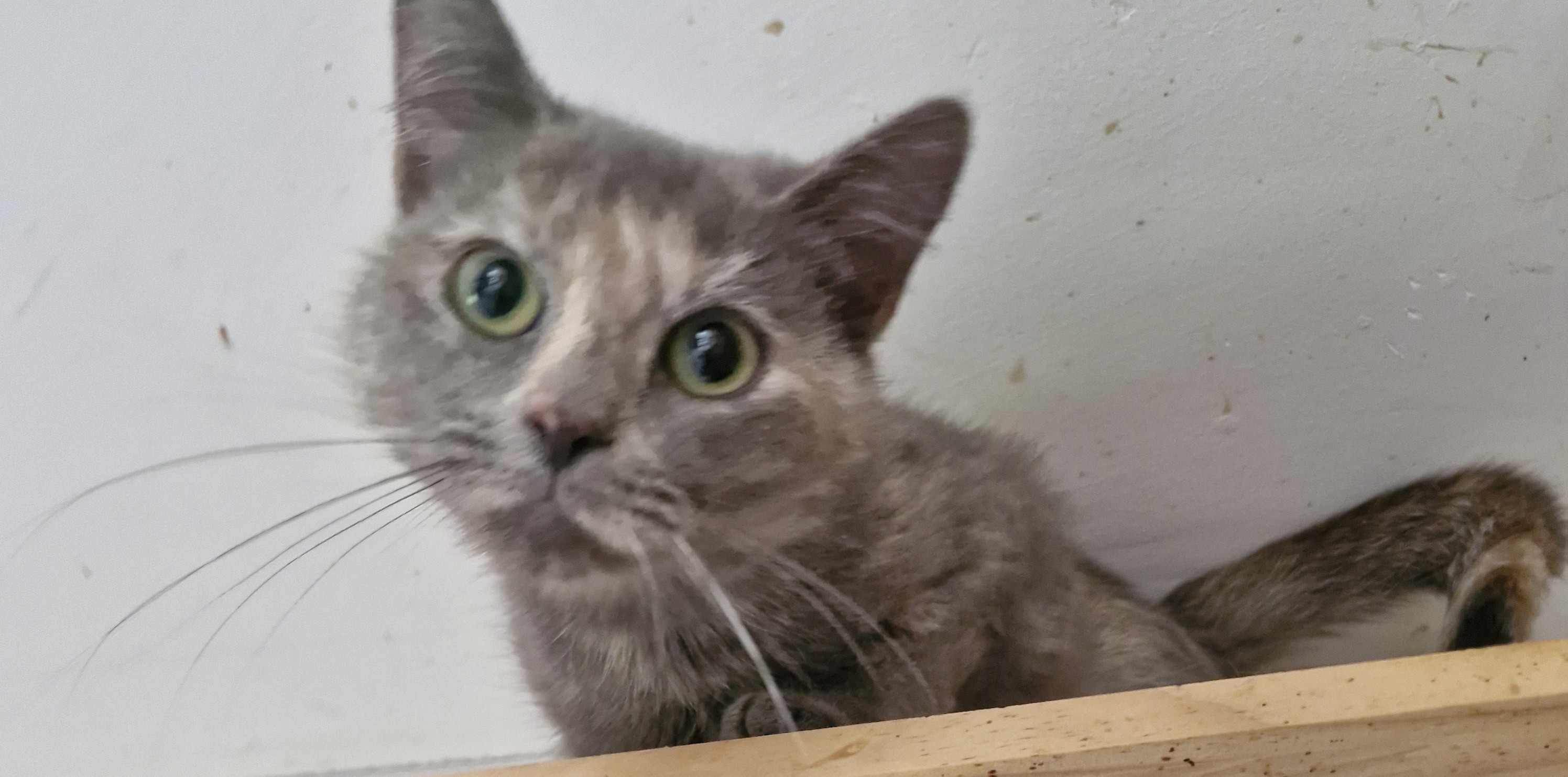 Hazel